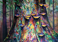 Cumshewa Tree Bracket Fungus