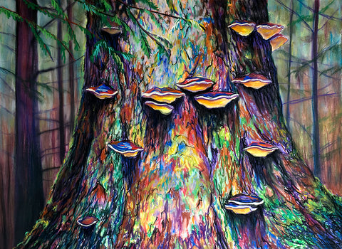 Cumshewa Tree Bracket Fungus