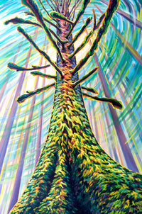 Glowing Spruce Juskatla