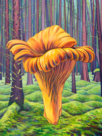 Haida Gwaii Gold Chanterelle