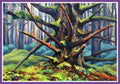 Naikoon Forest