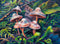 Mushroom Forest Floor Diversity