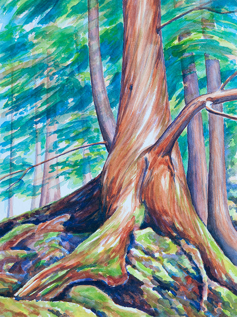 Twisted Cedar Study